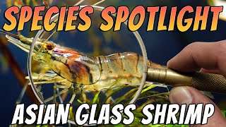 Asian Glass Shrimp (Macrobrachium lanchesteri) Freshwater Prawn Aquarium Species Profile & Care Thumbnail