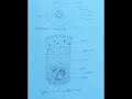 Cycas|| coralloid root of cycas#T.S of coralloid roots# simple#diagram #botany #viralshorts