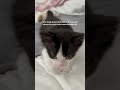 My favorite game of I spy #kitten #kittens #cat #shorts #cutekitten