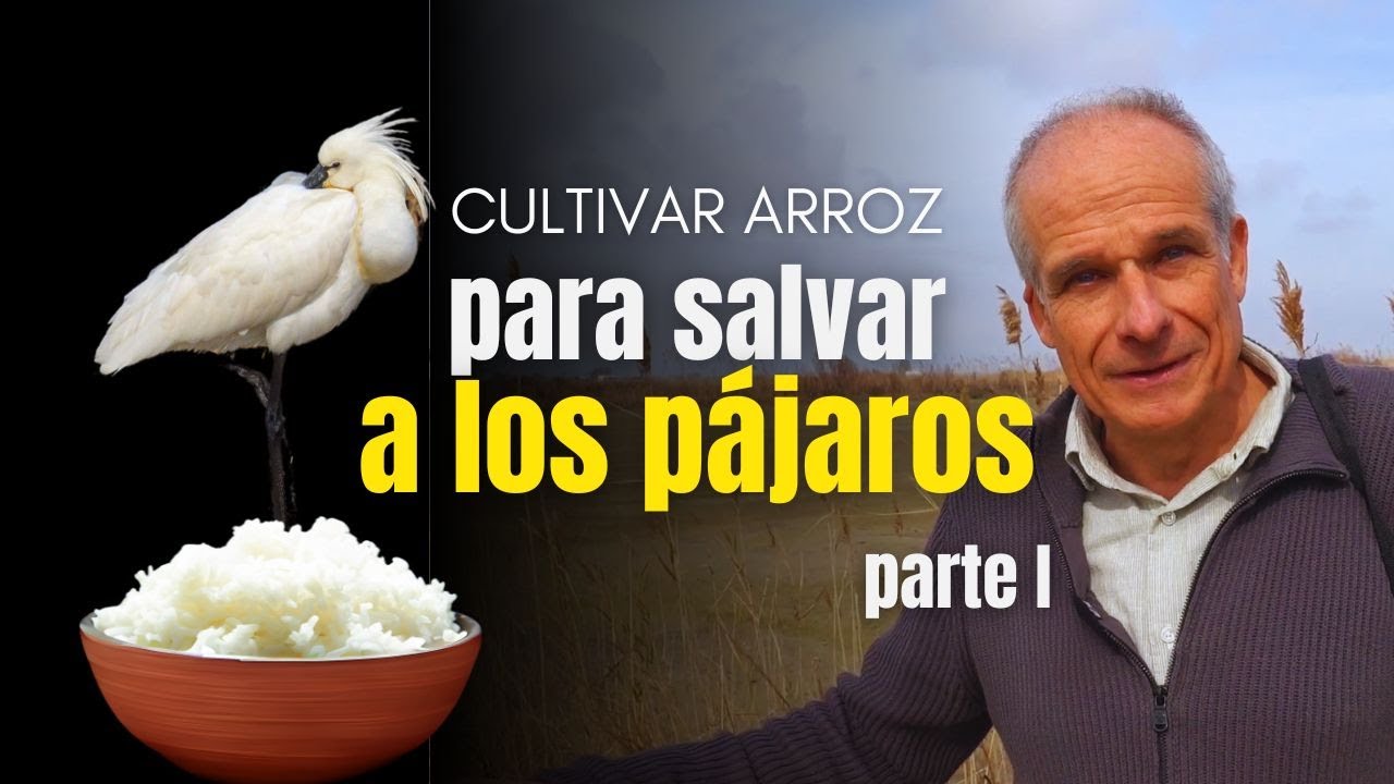 Cultivando Arroz para Salvar a los Pájaros: Riet Vell - 25 años predicando con el ejemplo - 1ª parte