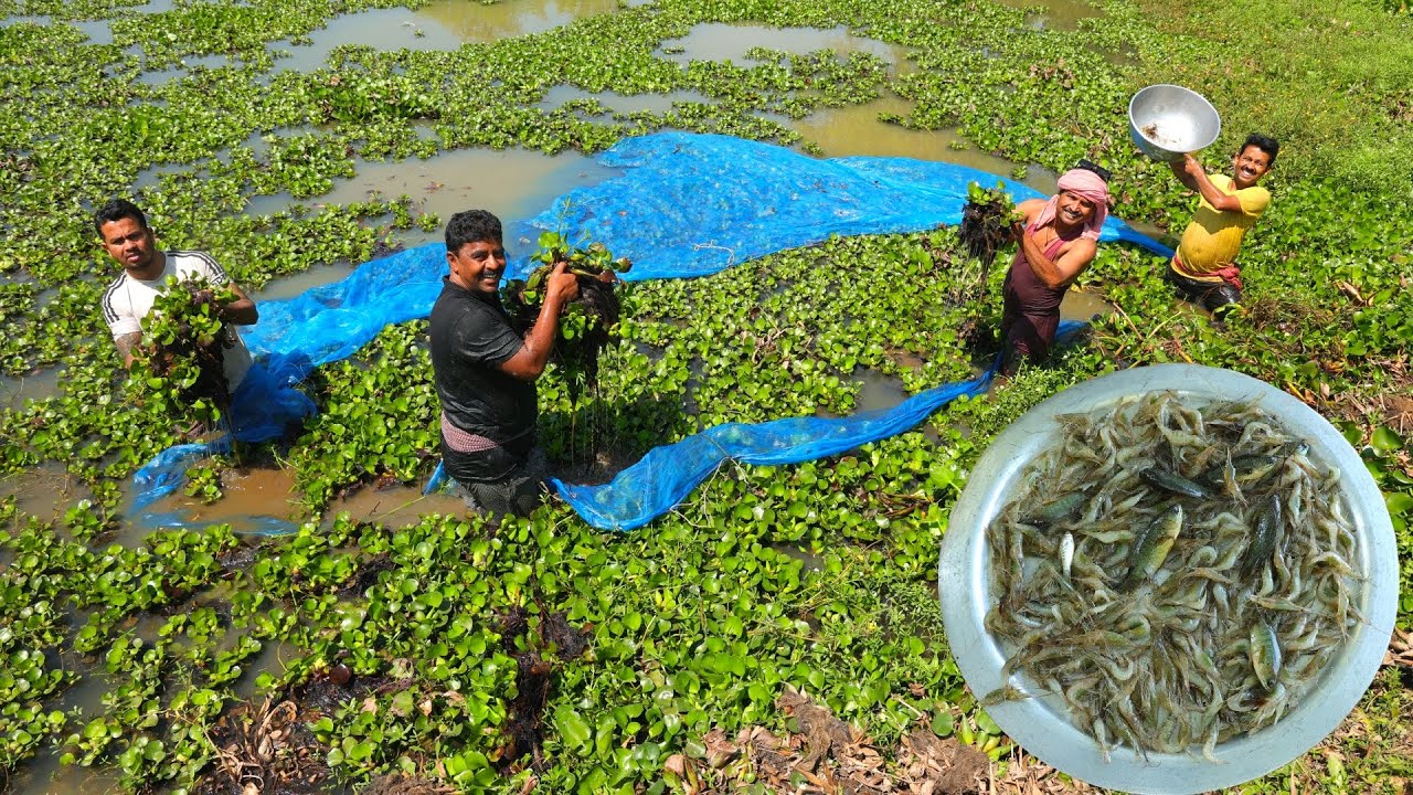 পুকুর থেকে মশারি দিয়ে চিংড়ি মাছ ধরে রান্না করে খাওয়া | Village style fishing prawn fish and cooking