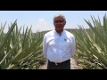 Agaves de Alta Productividad / Fundación Informa