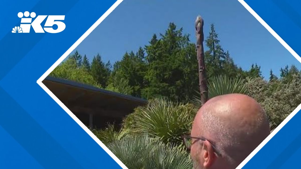 People on 'agave watch' at Point Defiance Zoo & Aquarium