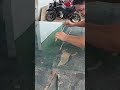 Corta vidro