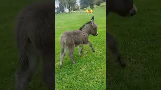 eşek sıpası😂 #hayvan #eşek #sıpası #sevimli #short @shorttime55  Abone olun lütfen #animal