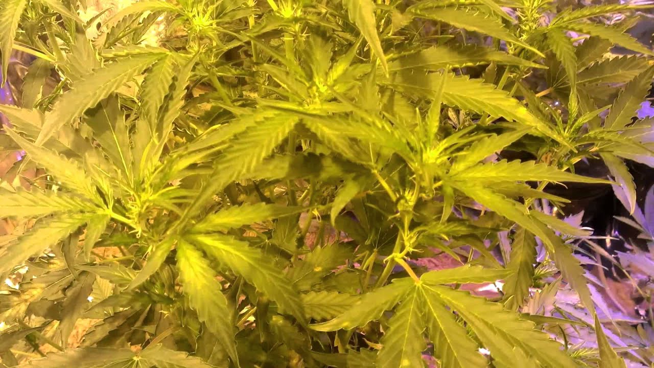 Day 45-Dinafem Haze 2.0, Critical Cheese. Lowryder Diesel Ryder. Delicious Seeds Northern Light Blue