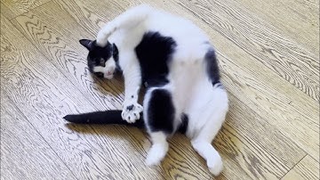 Chubby Cat Reacts To CatNip