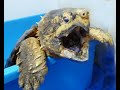 Alligator snapping turtle Feeding ワニガメと金目鯛