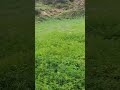 أبها وادي الطالع ١٤٤٤