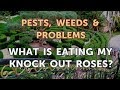What Is Eating My Knock Out Roses?