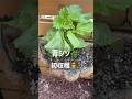 冷奴の季節🎐　　　　#ベランダ菜園 #プランター菜園 #家庭菜園 #gardening #shorts #青じそ栽培