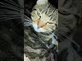 @AnimalHT2721 @AnimalLoveStories