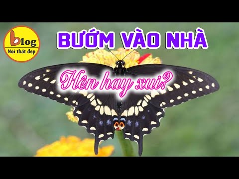 Video: Con bướm đuôi én đen tượng trưng cho điều gì?
