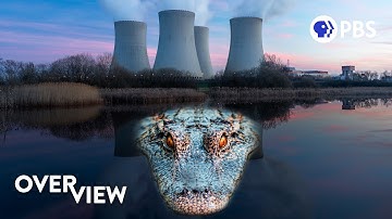 Why Crocodiles Are Thriving in the Shadow of A Nuclear Plant