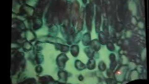 Lab 6:  Plant Anatomy Part 2