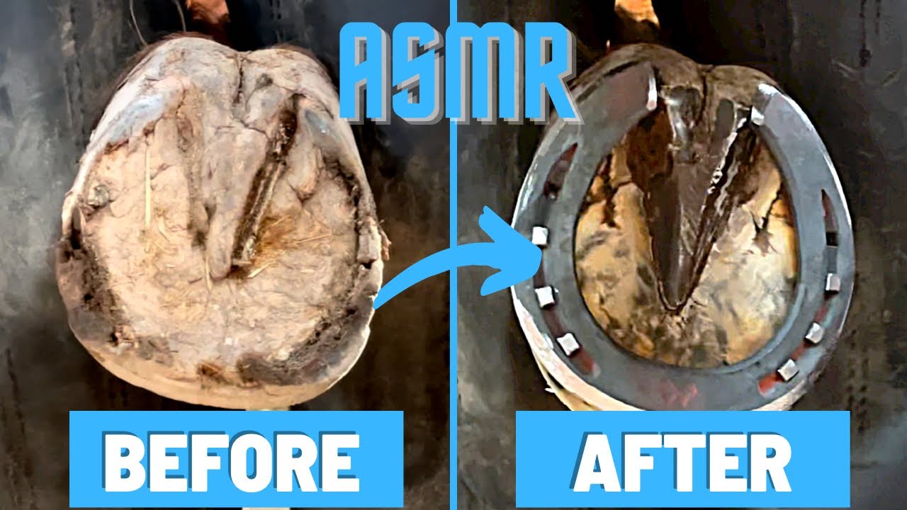 ASMR HORSE SHOEING/SATISFYING YouTube