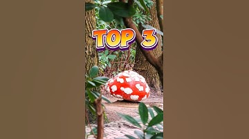 TOP 3 Sprookjes in het Sprookjesbos | Efteling | #efteling #top3 #shorts