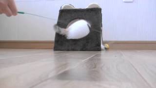 くるねこ大和 胡桃ちゃん816g 20150606
