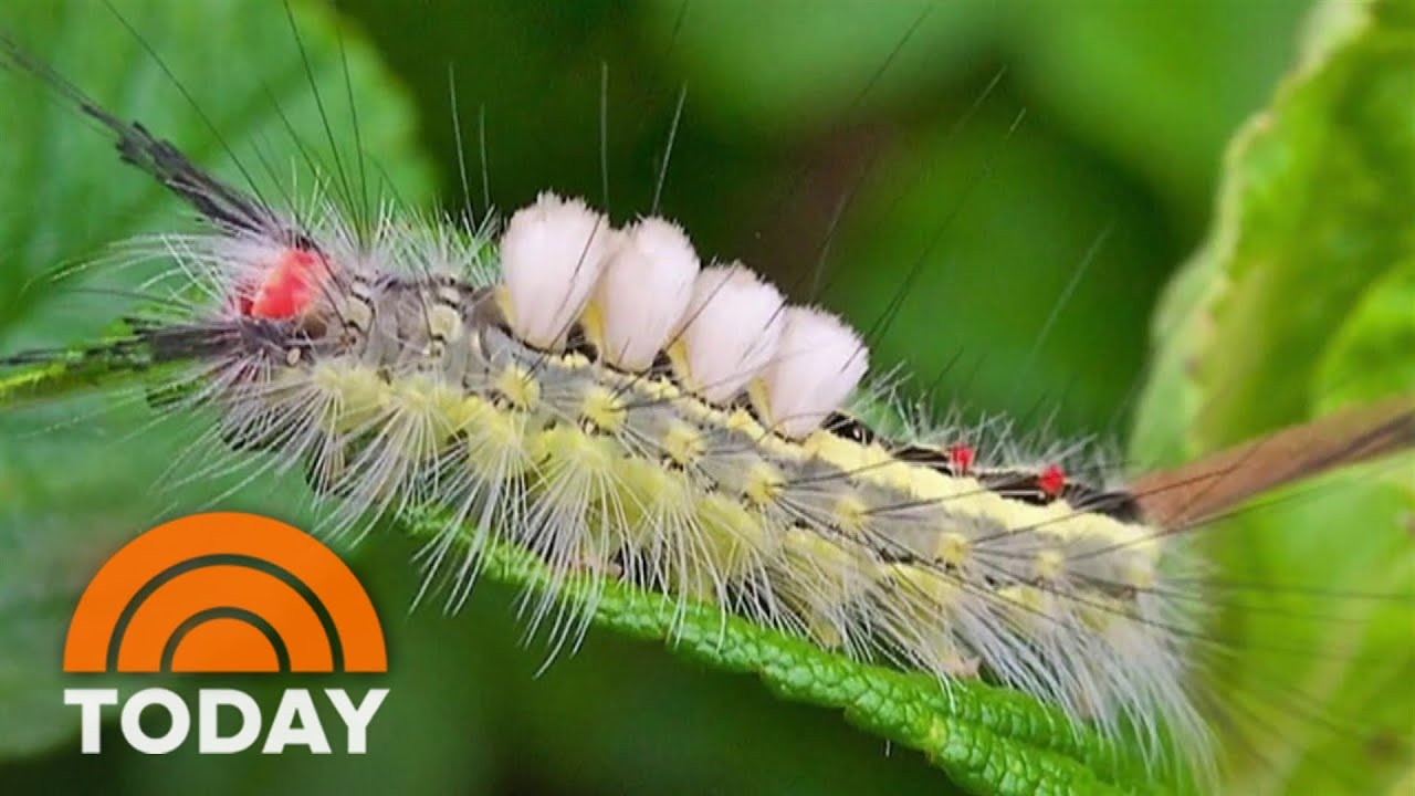 Florida residents warned not to touch Tussock moth caterpillars YouTube