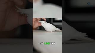 Is A Atiel Your Spirit Animal? Netflix & Chill