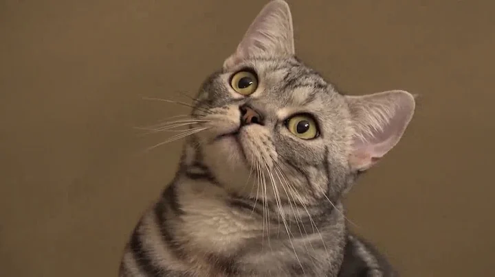 Video 50321: american shorthair cat, gato american