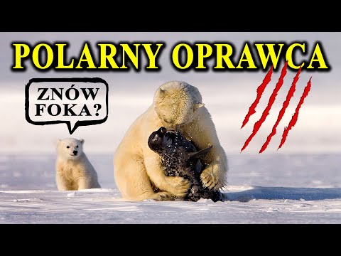 Wideo: Dlaczego liczba niedźwiedzi polarnych w Arktyce spada?