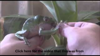 Do you think your a frog? Check here!