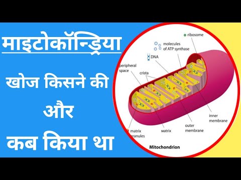 वीडियो: माइटोकॉन्ड्रिया की खोज सबसे पहले किसने की?