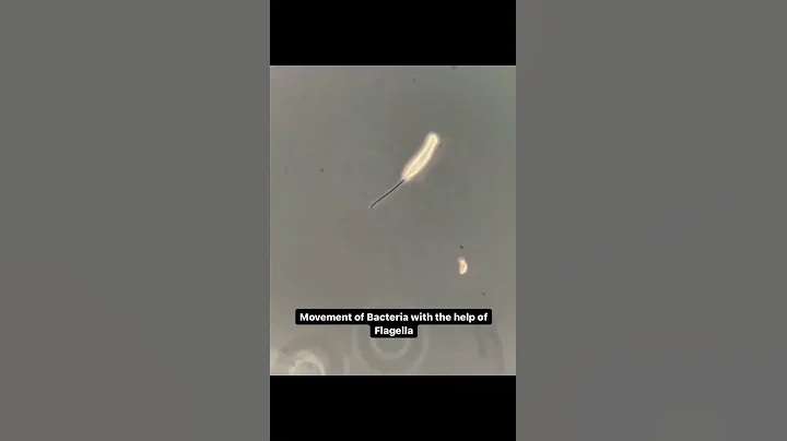 bacterial movement with flagella #microbiology #bacteria #laboratory #viralvideo