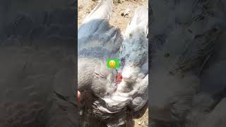 #pigeon #pigeonlover🔥🕊😋😋😋