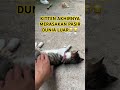this cat finally touched grass for the first time 😭😂 #cat  #funnycats  #shorts