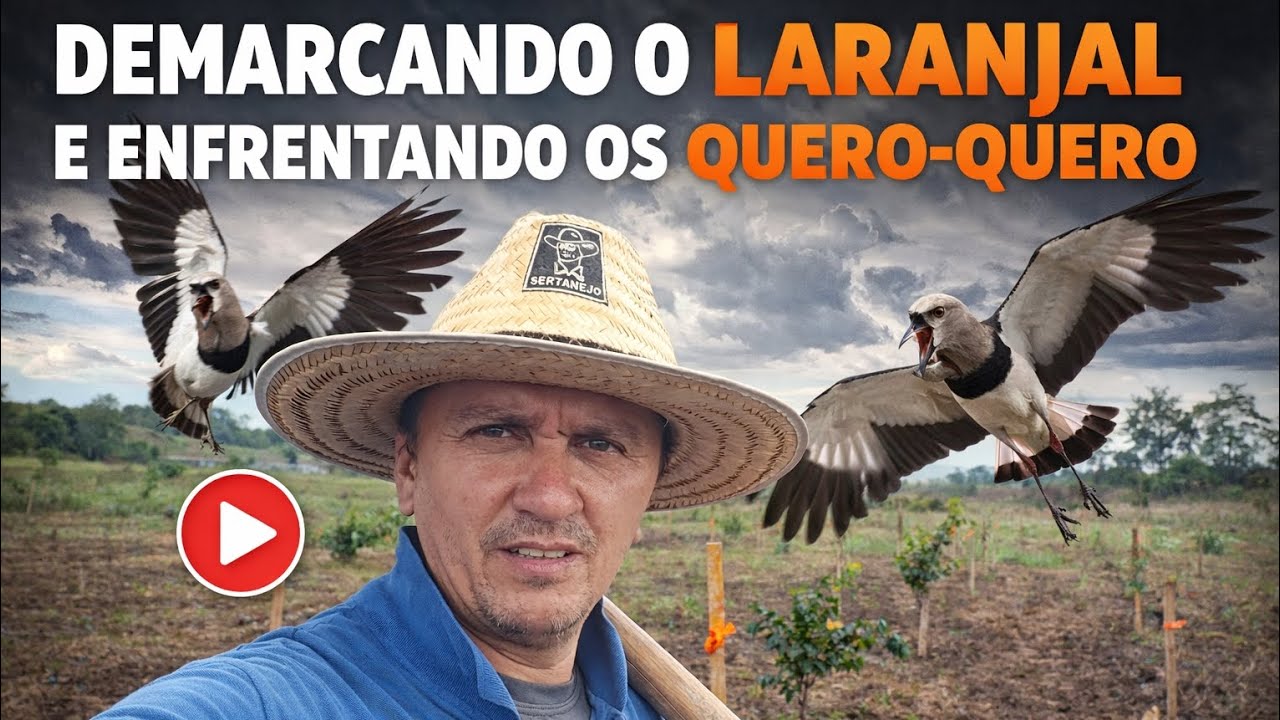 Demarcando o Laranjal e Enfrentando os Quero-Quero no Campo! 🐦🍊