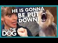 Yorkshire Terrier is one Mistake Away from Disaster | It&#39;s Me or The Dog