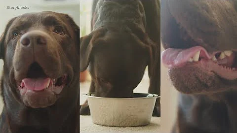 Mysterious respiratory illness in dogs has owners concerned across the US