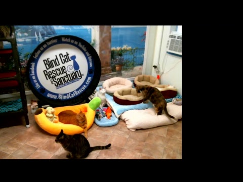 special needs animal rescue Blind Cat Rescue & Sanctuary, Inc Live Stream