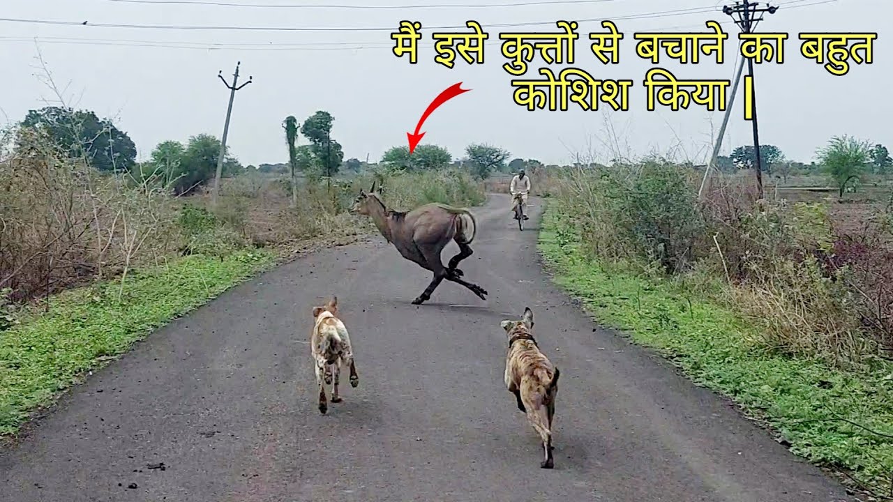 मैंने इसे कुत्तो से बचाया।