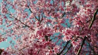 Cherry Blossom Rest - Peaceful Piano Music with Spring Flowers for Reading screenshot 3