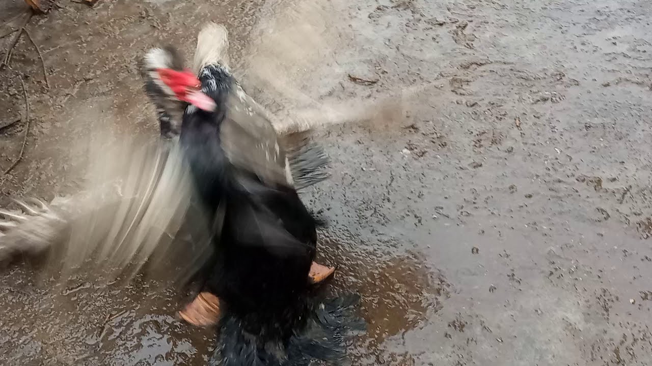 Драка селезней  Мускусных уток - Индо уток.