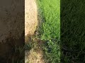 @farming@status5644@#