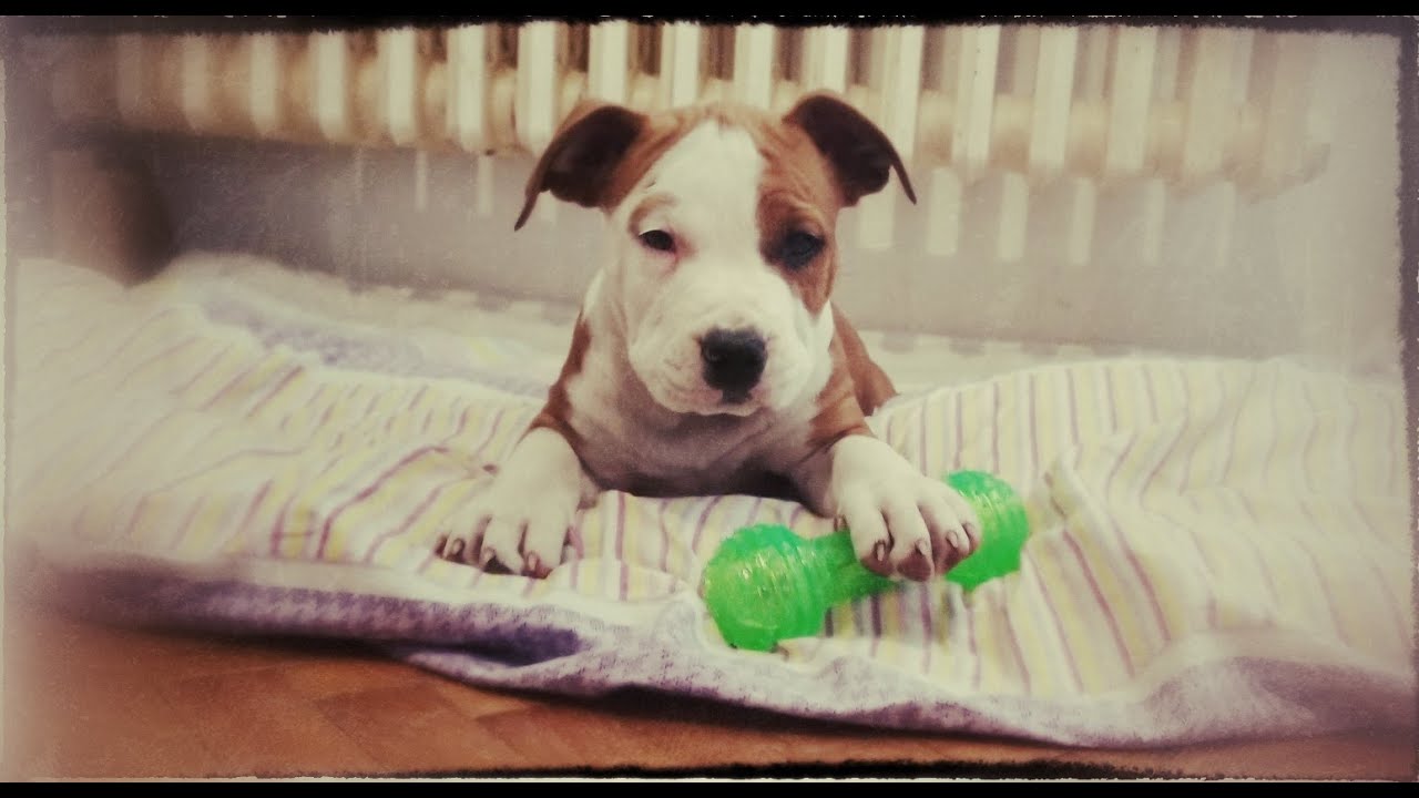 PAS GRIZE SVE U KUCI - KAKO TO SPRECITI 😎