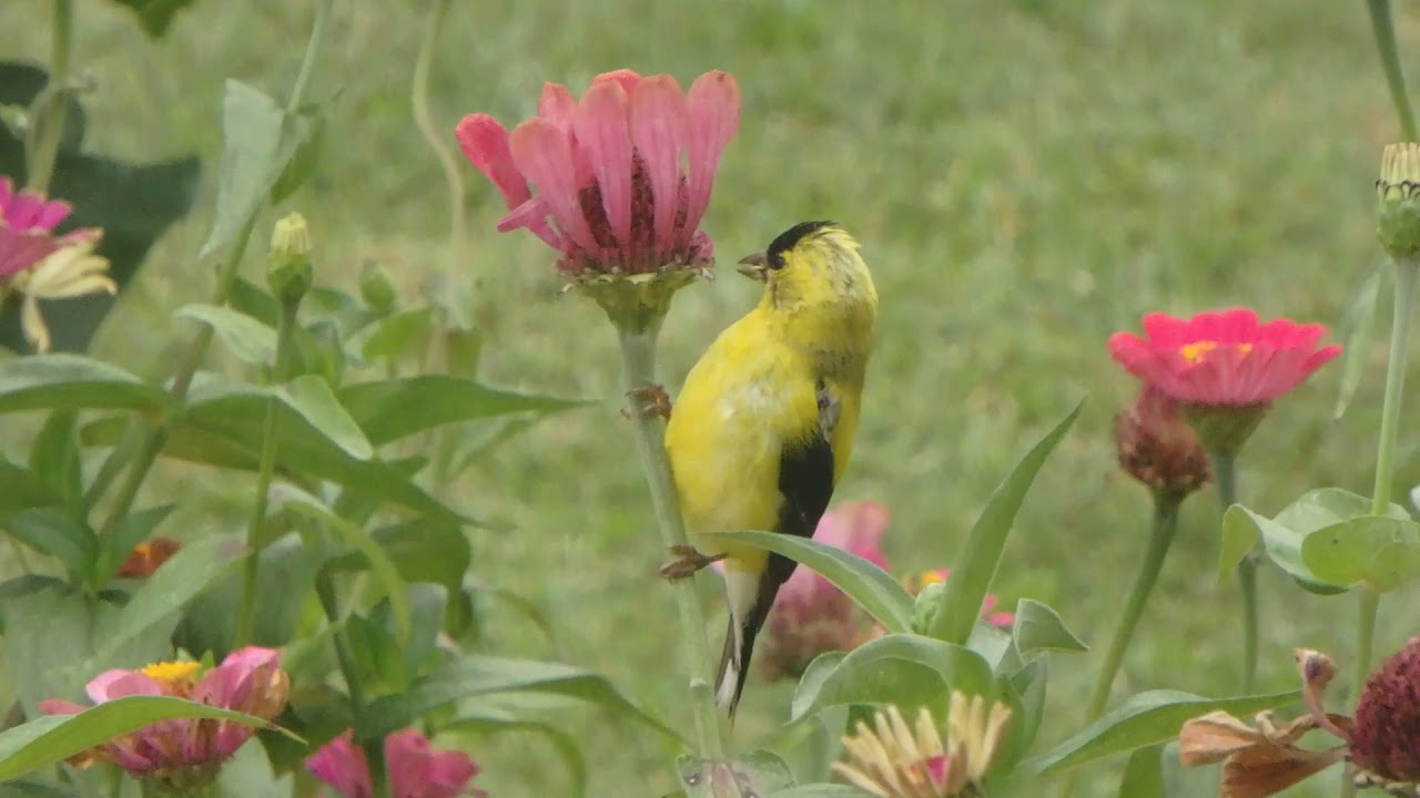 Goldfinches Eating Zinnia Seeds YouTube