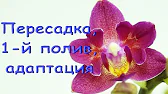 Орхидеи,узамба́рские фиалки,Самара🌺