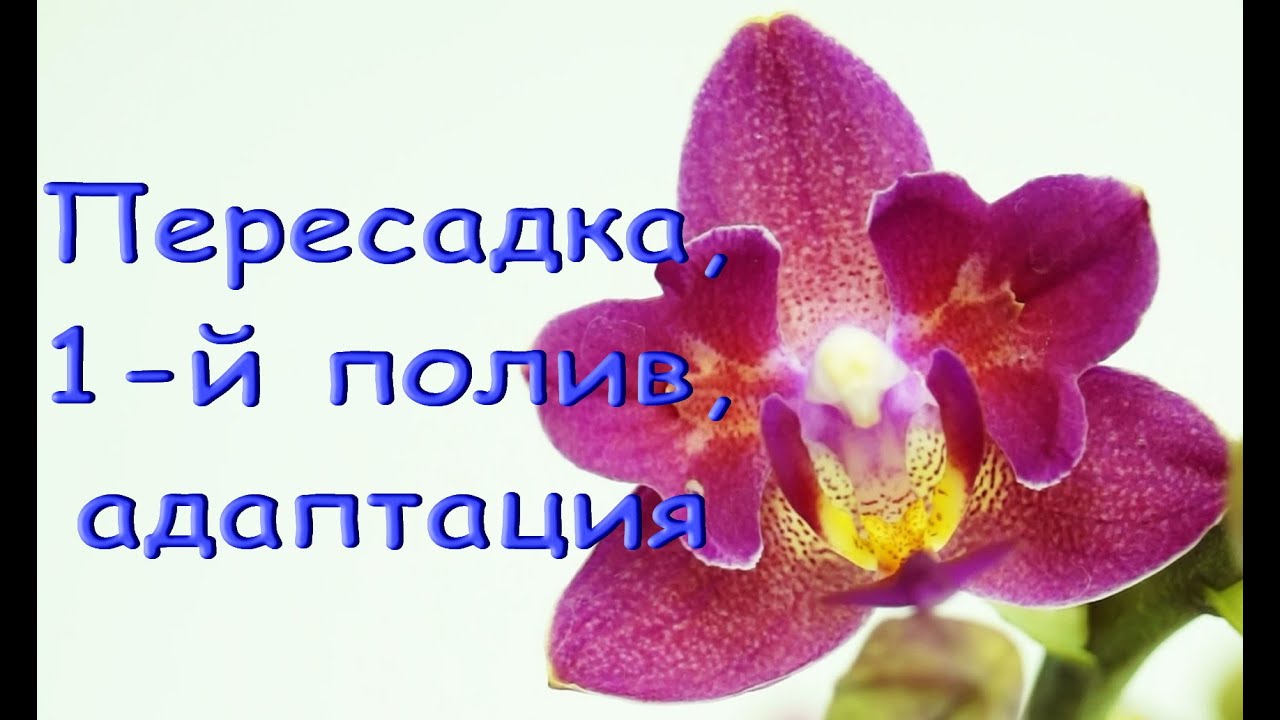 ОРХИДЕЯ ph.Tying Shin 'Smart' "бабочка":ПЕРЕСАДКА из ТОРФ.стаканчика+состояние через 2месяца и 8дней