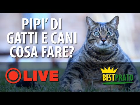 Video: Come Evitare Che La Pipì Del Cane Rovini Il Prato?