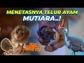 PENANTIAN LAMA,PULUHAN TELUR AYAM MUTIARA AKHIRNYA MENETAS..!!