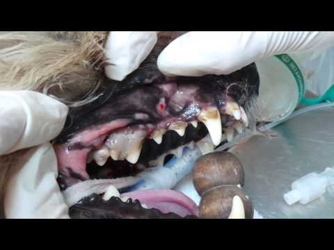 Een gebitsbehandeling bij hondje Macho