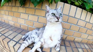 レンガに座っていたサバシロ猫が瞳をウルウルさせて甘えてきた