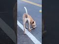 人を噛む犬を直すユニークな裏技