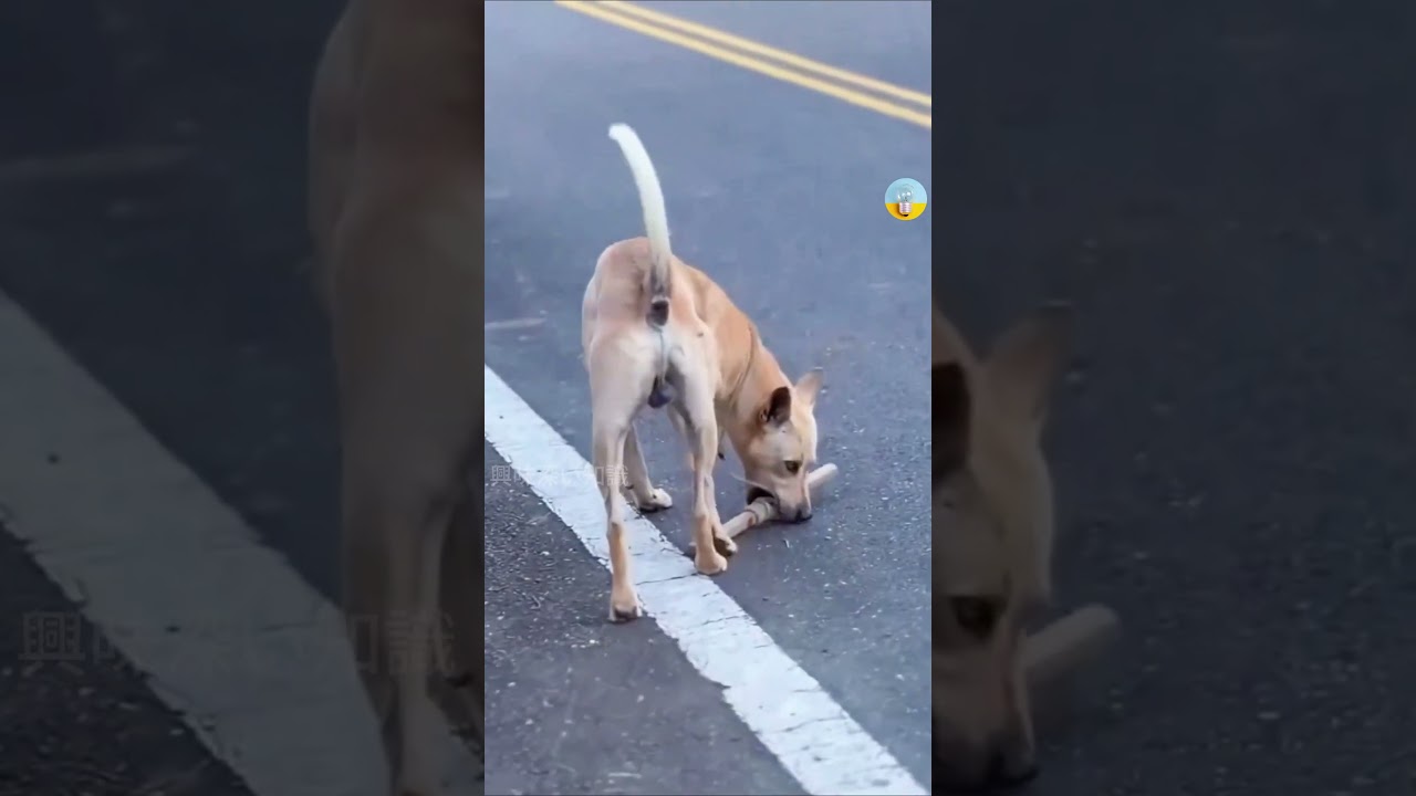人を噛む犬を直すユニークな裏技