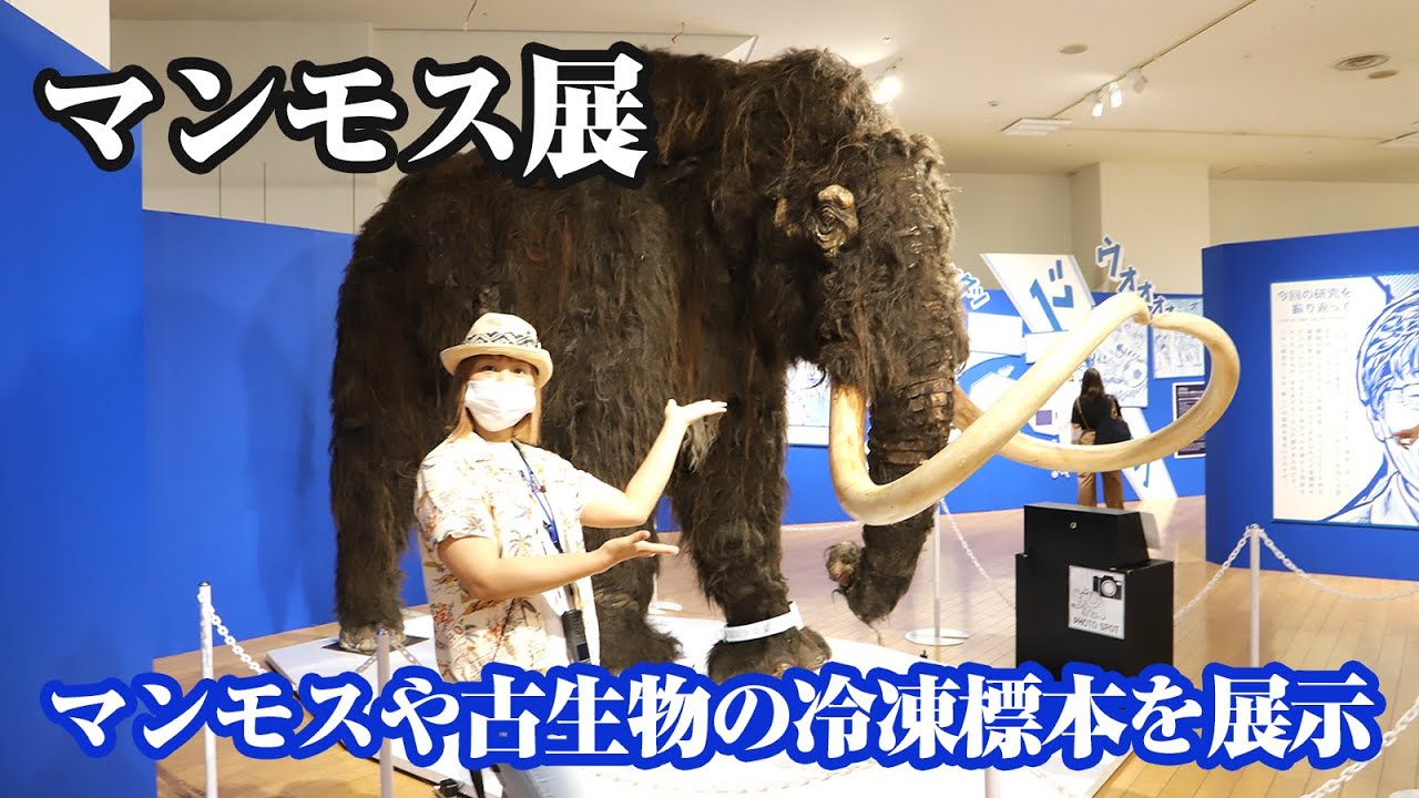 マンモス展 その 生命 は蘇るのか 大阪会場レポート Youtube